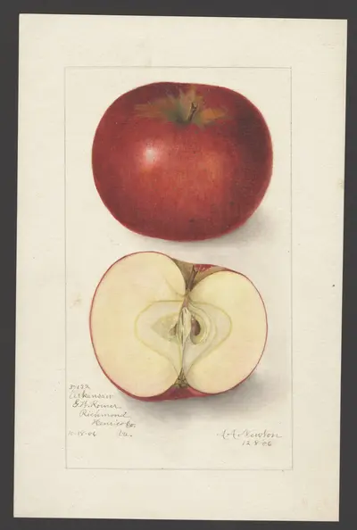 USDA watercolor illustration of Arkansas