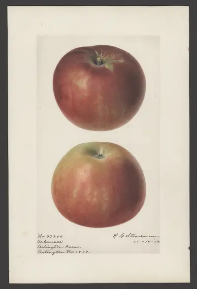 USDA watercolor illustration of Arkansas