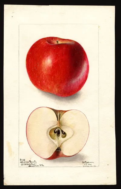 USDA watercolor illustration of Arkansas Beauty