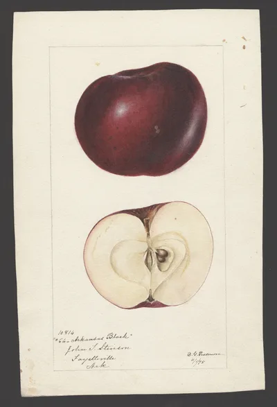 Watercolor of Arkansas Black