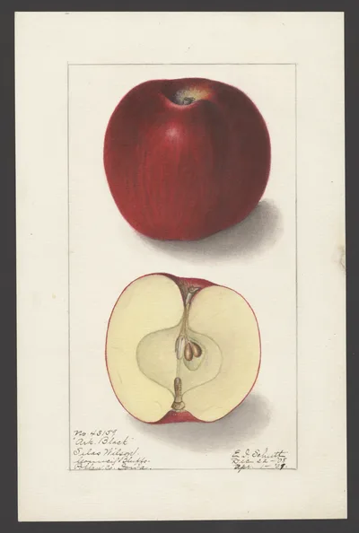 USDA watercolor illustration of Arkansas Black