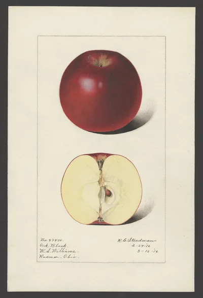 USDA watercolor illustration of Arkansas Black