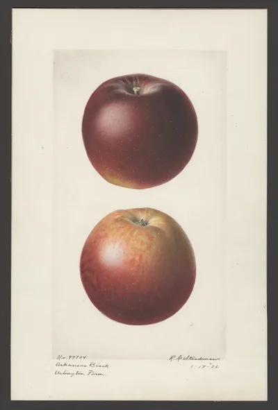 USDA watercolor illustration of Arkansas Black