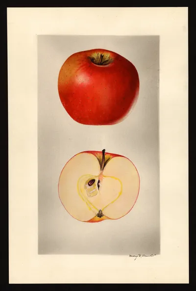 USDA watercolor illustration of Arkansas Beauty