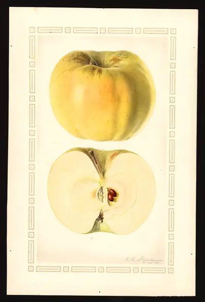 USDA watercolor illustration of Arnold