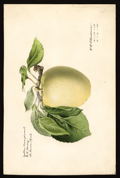 USDA watercolor illustration of Yellow Transparent