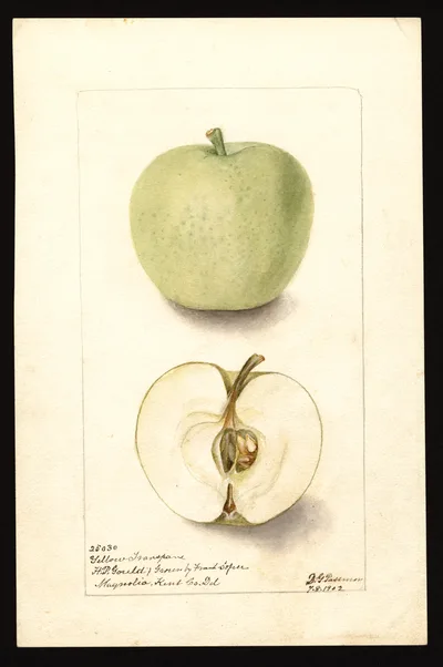 USDA watercolor illustration of Yellow Transparent