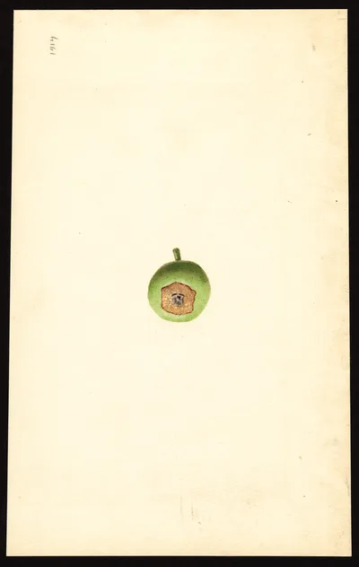 USDA watercolor illustration of Jonathan