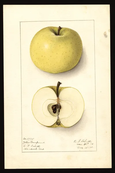 USDA watercolor illustration of Yellow Transparent