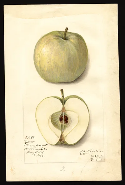 USDA watercolor illustration of Yellow Transparent