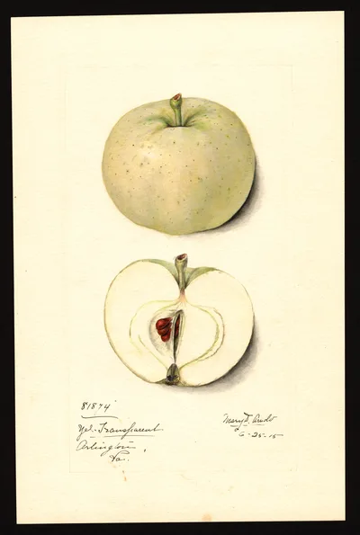USDA watercolor illustration of Yellow Transparent
