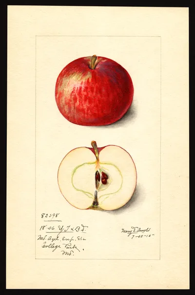 USDA watercolor illustration of Yellow Transparent