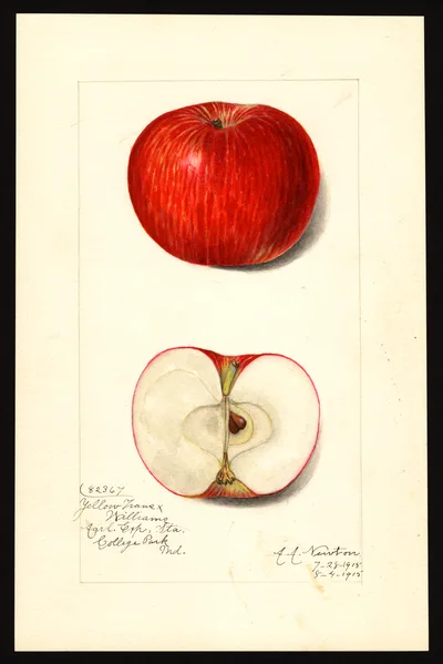 USDA watercolor illustration of Williams