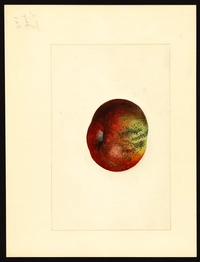 USDA watercolor illustration of York