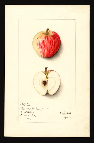 USDA watercolor illustration of Williams