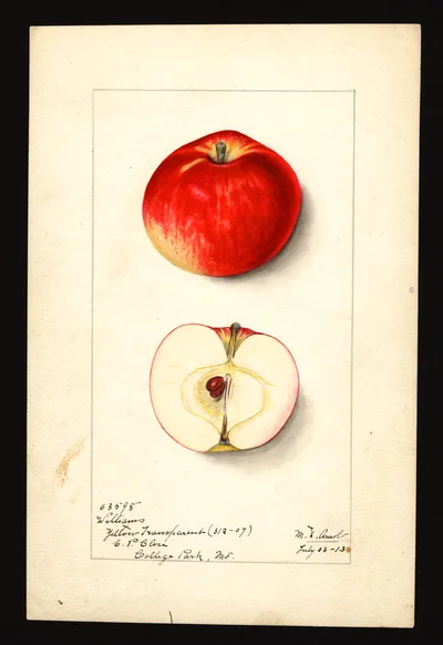 USDA watercolor illustration of Williams