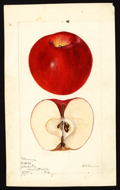 USDA watercolor illustration of Winesap