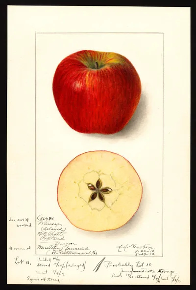 USDA watercolor illustration of Winesap