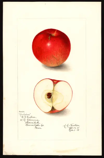 USDA watercolor illustration of Anisim