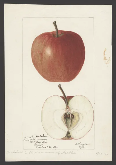 Watercolor of Arabskoe