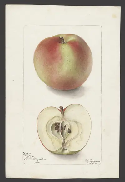 USDA watercolor illustration of Charlamoff