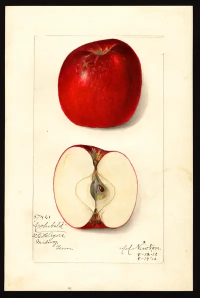 USDA watercolor illustration of Archibald