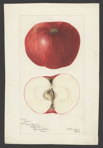 Watercolor of Arctic