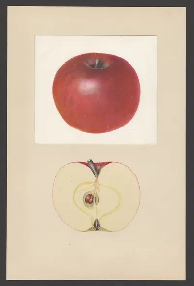 USDA watercolor illustration of Arkansas