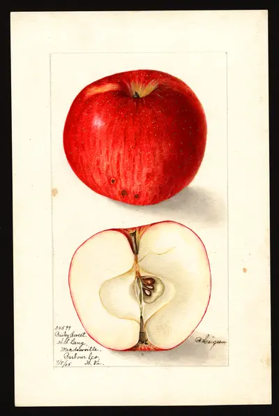 Watercolor of Bailey Sweet