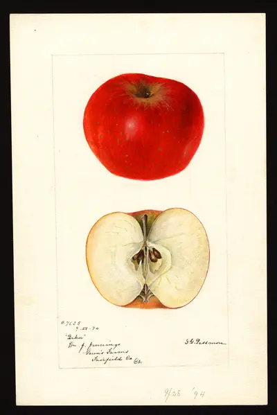 USDA watercolor illustration of Baker