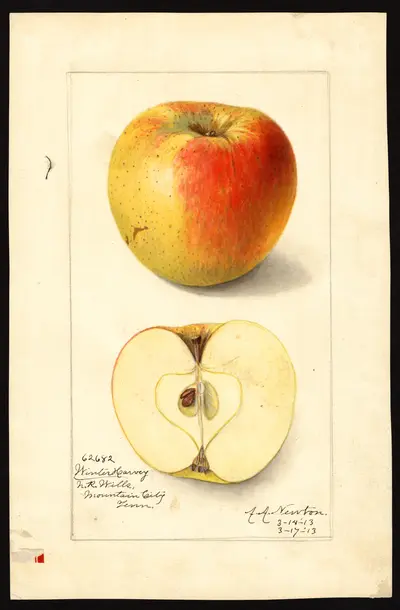 USDA watercolor illustration of Winter Harvey