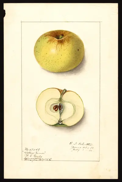 Watercolor of Yellow June