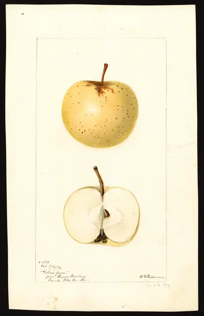 USDA watercolor illustration of Yellow June
