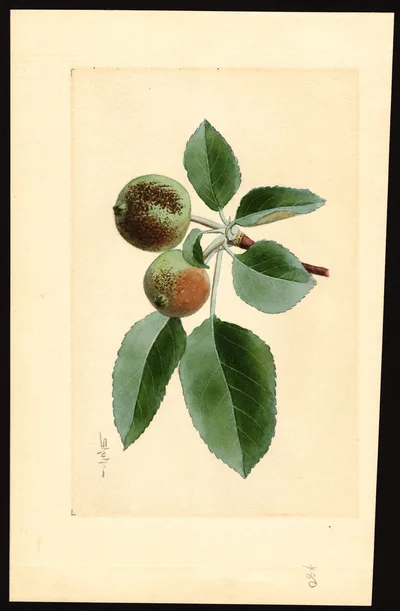 USDA watercolor illustration of Ben Davis