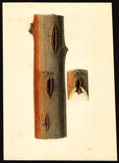 USDA watercolor illustration of Ben Davis