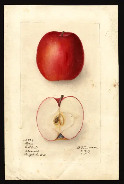 USDA watercolor illustration of Abram