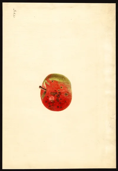 USDA watercolor illustration of King David