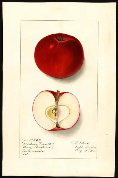 Watercolor of Barton