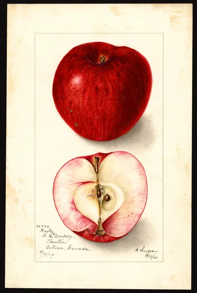 USDA watercolor illustration of Baxter