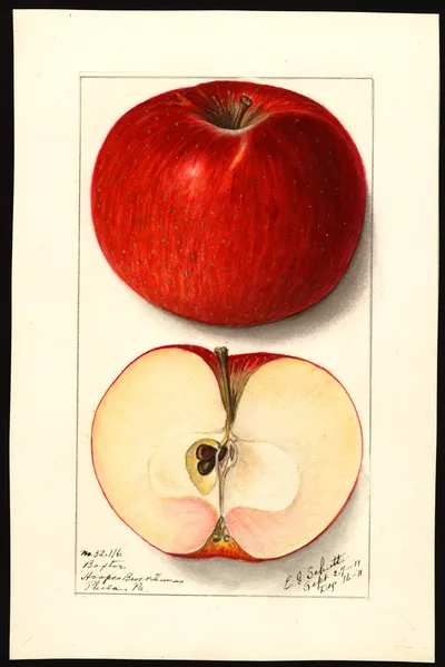 USDA watercolor illustration of Baxter