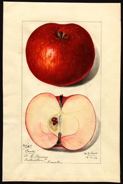USDA watercolor illustration of Baxter