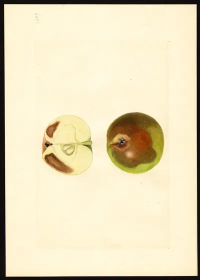 USDA watercolor illustration of York