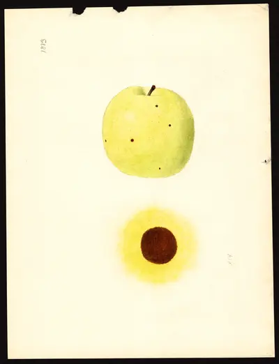 USDA watercolor illustration of Grimes Golden