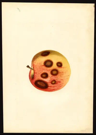 USDA watercolor illustration of Rome