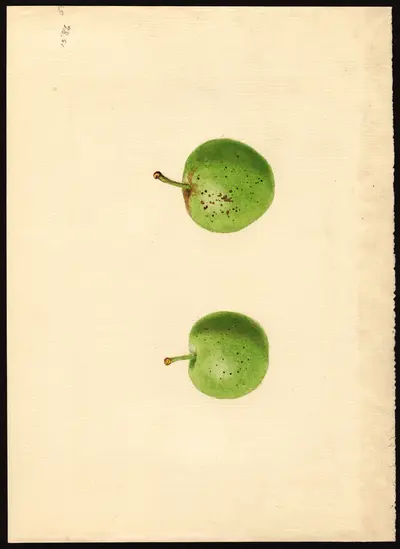 USDA watercolor illustration of Jonathan