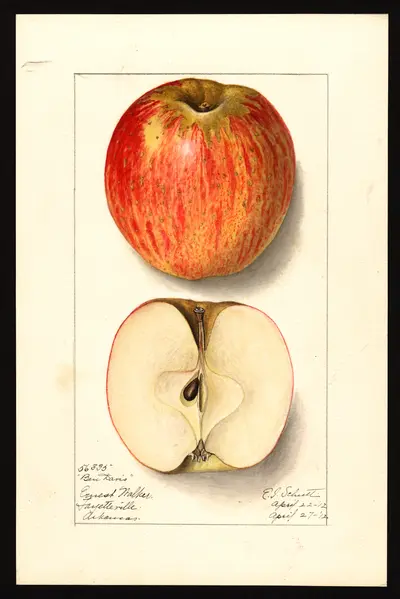 USDA watercolor illustration of Ben Davis