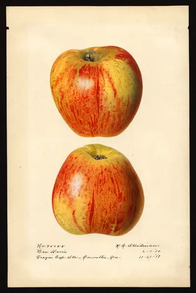 USDA watercolor illustration of Ben Davis