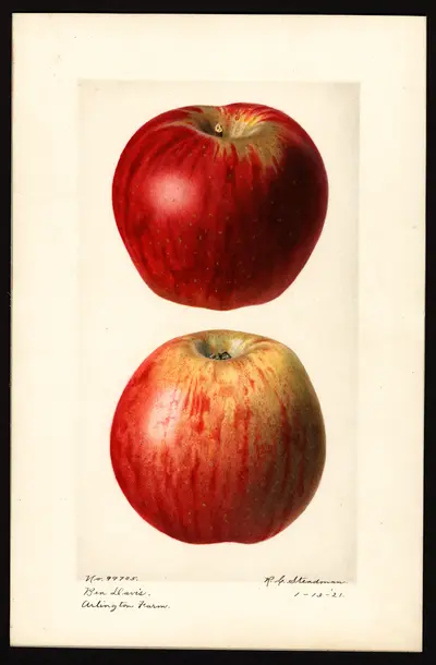 USDA watercolor illustration of Ben Davis