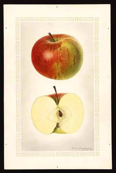 USDA watercolor illustration of Ben Hur