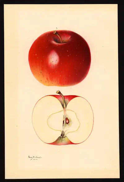USDA watercolor illustration of Ben Hur